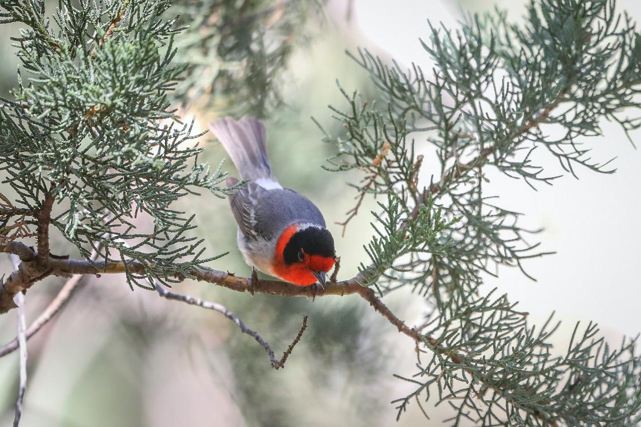 Red-faced Warbler, Arizona, Southeast Arizona, Arizona Birding Tour, Arizona Wildlife Tour, Arizona Nature Tour, Naturalist Journeys