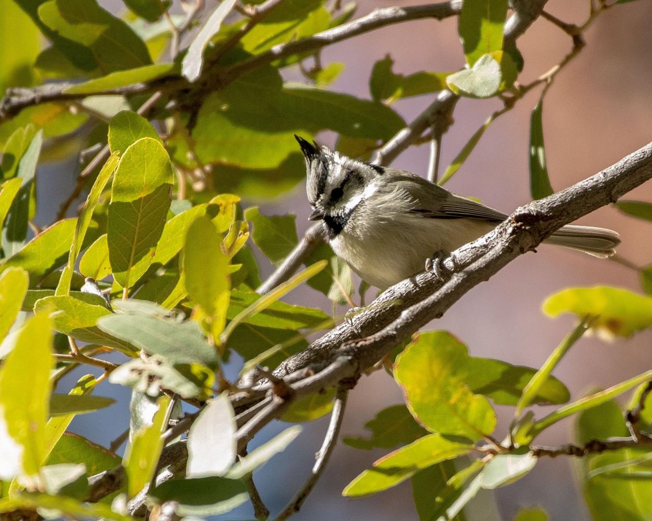 Bridled Titmouse, Portal Arizona, Southeast Arizona, Arizona, Arizona Nature Tour, Arizona Birding Tour, Naturalist Journeys