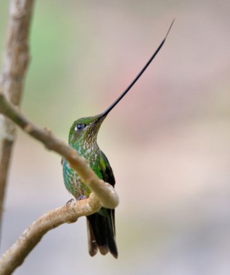 Sword-billed Hummingbird, Birding Ecuador, Bird watching Ecuador, Ecuador, South American Birds, Naturalist Journeys, Wildlife Tour, Wildlife Photography, Ecotourism, Specialty Birds, Endemic Birds, Birding Hotspot