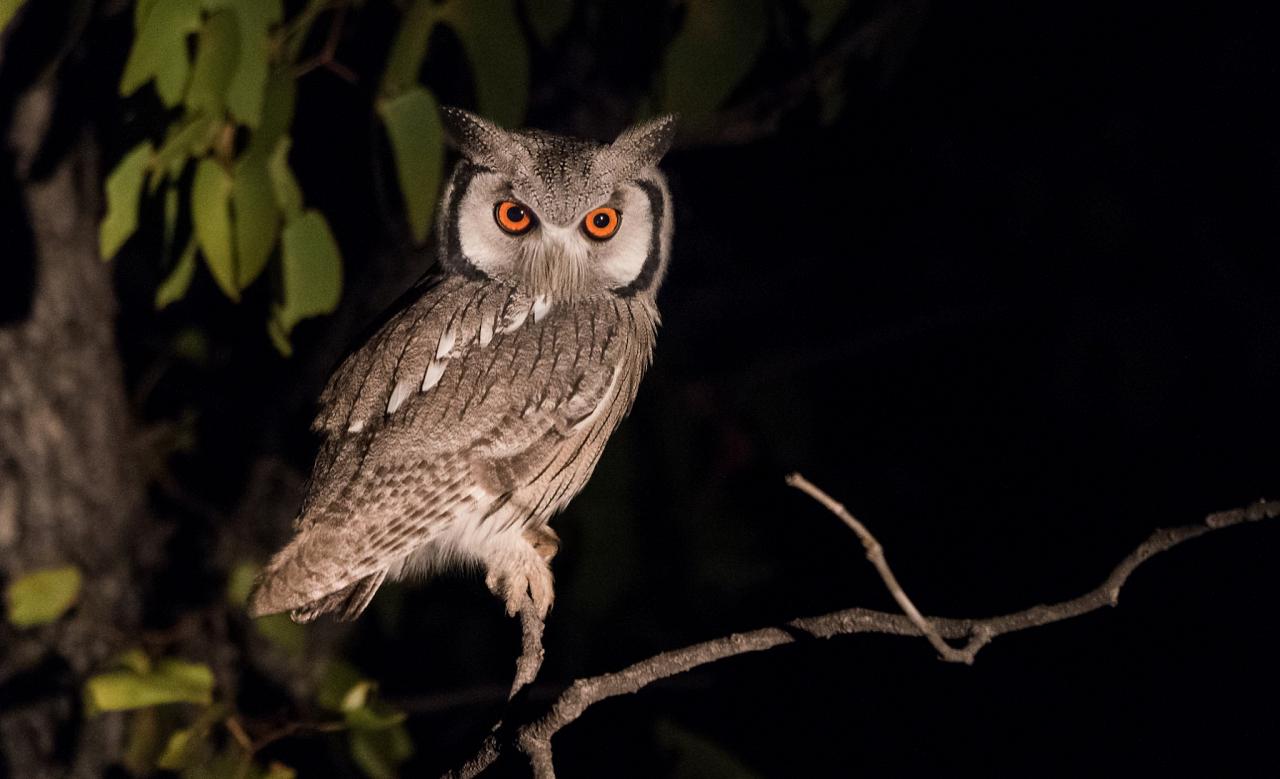 White-faced Owl, Namibia, Namibia Birding Tour, Namibia Nature Tour, Namibia Safari, Namibia Wildlife Safari, Naturalist Journeys