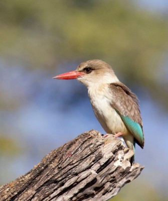 Birding Namibia, Birding Botswana, Africa, African birds, Naturalist Journeys, Wildlife Tour, Wildlife Photography, Ecotourism, Specialty Birds, Endemic Birds, Birding Hotspot, Birding Safari, Lion, Jaguar, Elephant