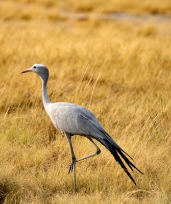 Birding Namibia, Birding Botswana, Africa, African birds, Naturalist Journeys, Wildlife Tour, Wildlife Photography, Ecotourism, Specialty Birds, Endemic Birds, Birding Hotspot, Birding Safari, Lion, Jaguar, Elephant