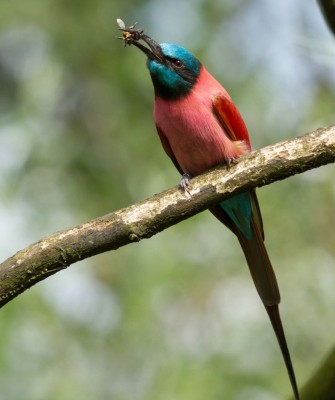 Birding Namibia, Birding Botswana, Africa, African birds, Naturalist Journeys, Wildlife Tour, Wildlife Photography, Ecotourism, Specialty Birds, Endemic Birds, Birding Hotspot, Birding Safari, Lion, Jaguar, Elephant