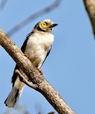 Birding Namibia, Birding Botswana, Africa, African birds, Naturalist Journeys, Wildlife Tour, Wildlife Photography, Ecotourism, Specialty Birds, Endemic Birds, Birding Hotspot, Birding Safari, Lion, Jaguar, Elephant