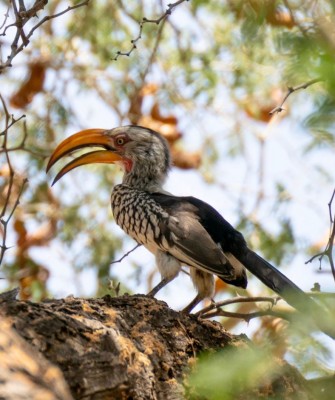 Birding Namibia, Birding Botswana, Africa, African birds, Naturalist Journeys, Wildlife Tour, Wildlife Photography, Ecotourism, Specialty Birds, Endemic Birds, Birding Hotspot, Birding Safari, Lion, Jaguar, Elephant