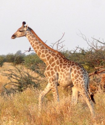 Birding Namibia, Birding Botswana, Africa, African birds, Naturalist Journeys, Wildlife Tour, Wildlife Photography, Ecotourism, Specialty Birds, Endemic Birds, Birding Hotspot, Birding Safari, Lion, Jaguar, Elephant