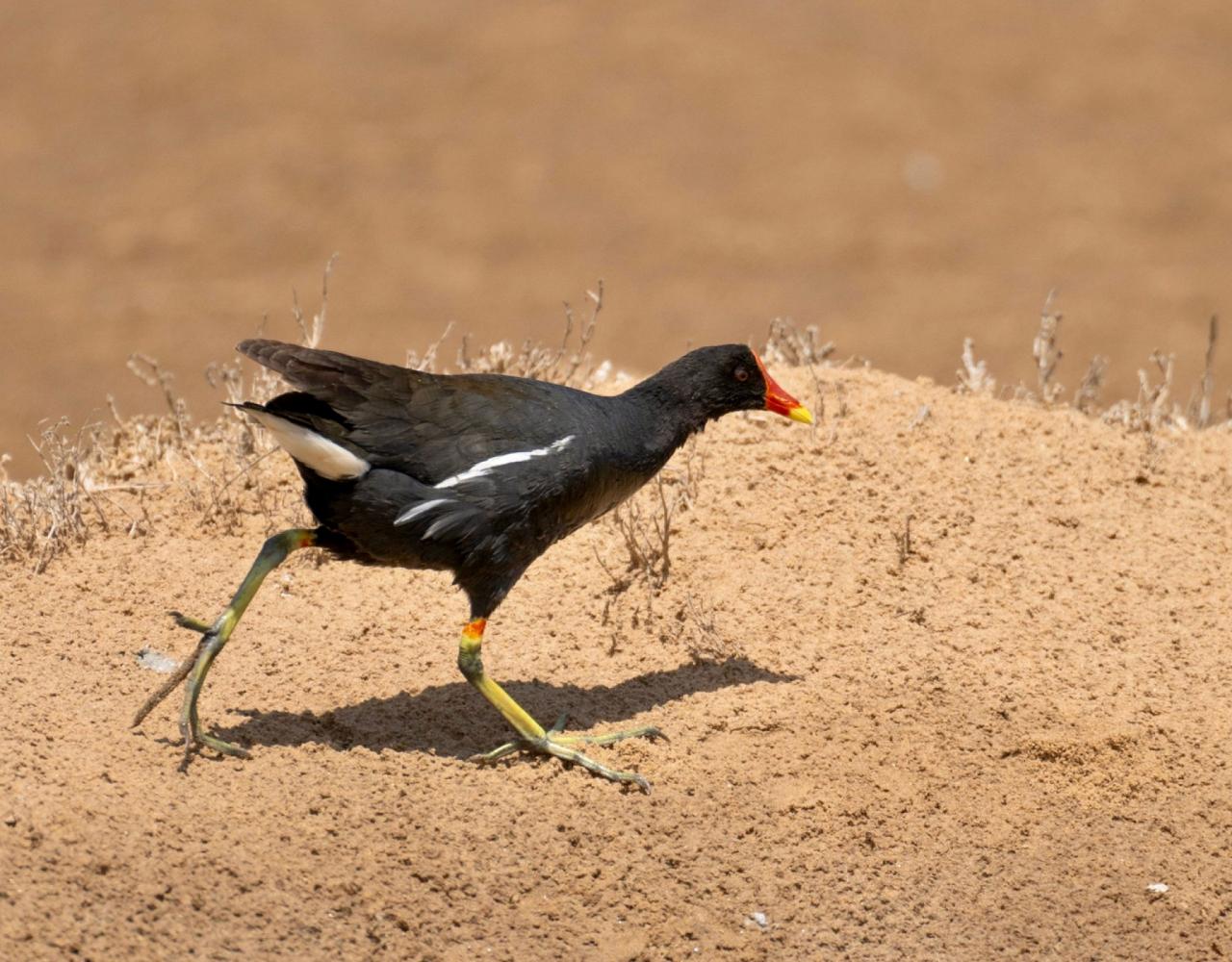 Birding Namibia, Birding Botswana, Africa, African birds, Naturalist Journeys, Wildlife Tour, Wildlife Photography, Ecotourism, Specialty Birds, Endemic Birds, Birding Hotspot, Birding Safari, Lion, Jaguar, Elephant