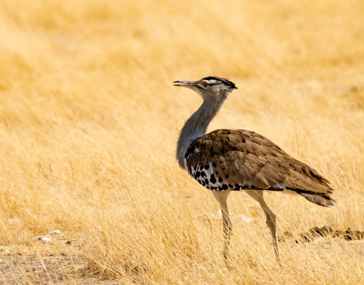 Birding Namibia, Birding Botswana, Africa, African birds, Naturalist Journeys, Wildlife Tour, Wildlife Photography, Ecotourism, Specialty Birds, Endemic Birds, Birding Hotspot, Birding Safari, Lion, Jaguar, Elephant