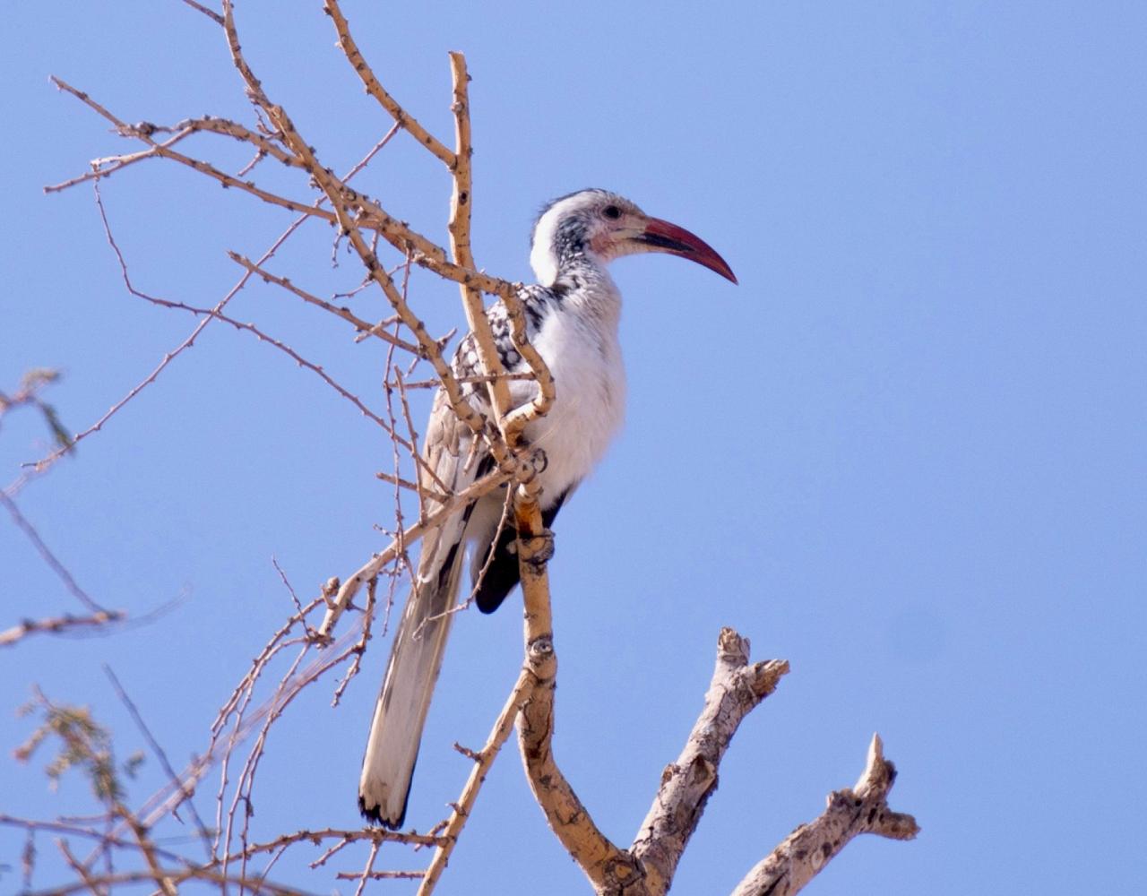 Birding Namibia, Birding Botswana, Africa, African birds, Naturalist Journeys, Wildlife Tour, Wildlife Photography, Ecotourism, Specialty Birds, Endemic Birds, Birding Hotspot, Birding Safari, Lion, Jaguar, Elephant