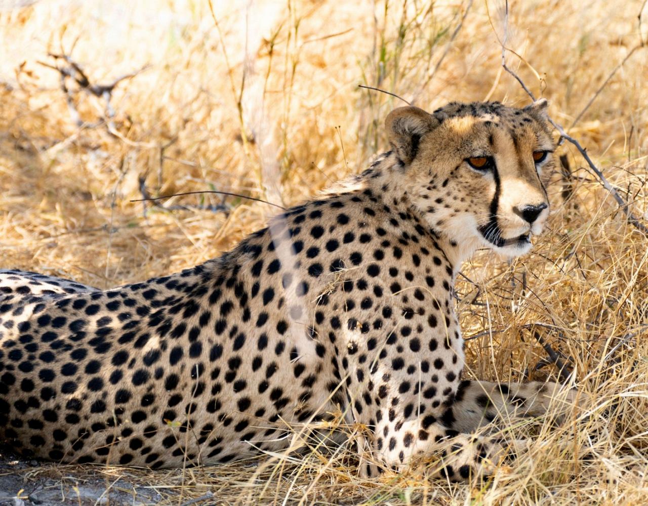 Birding Namibia, Birding Botswana, Africa, African birds, Naturalist Journeys, Wildlife Tour, Wildlife Photography, Ecotourism, Specialty Birds, Endemic Birds, Birding Hotspot, Birding Safari, Lion, Jaguar, Elephant