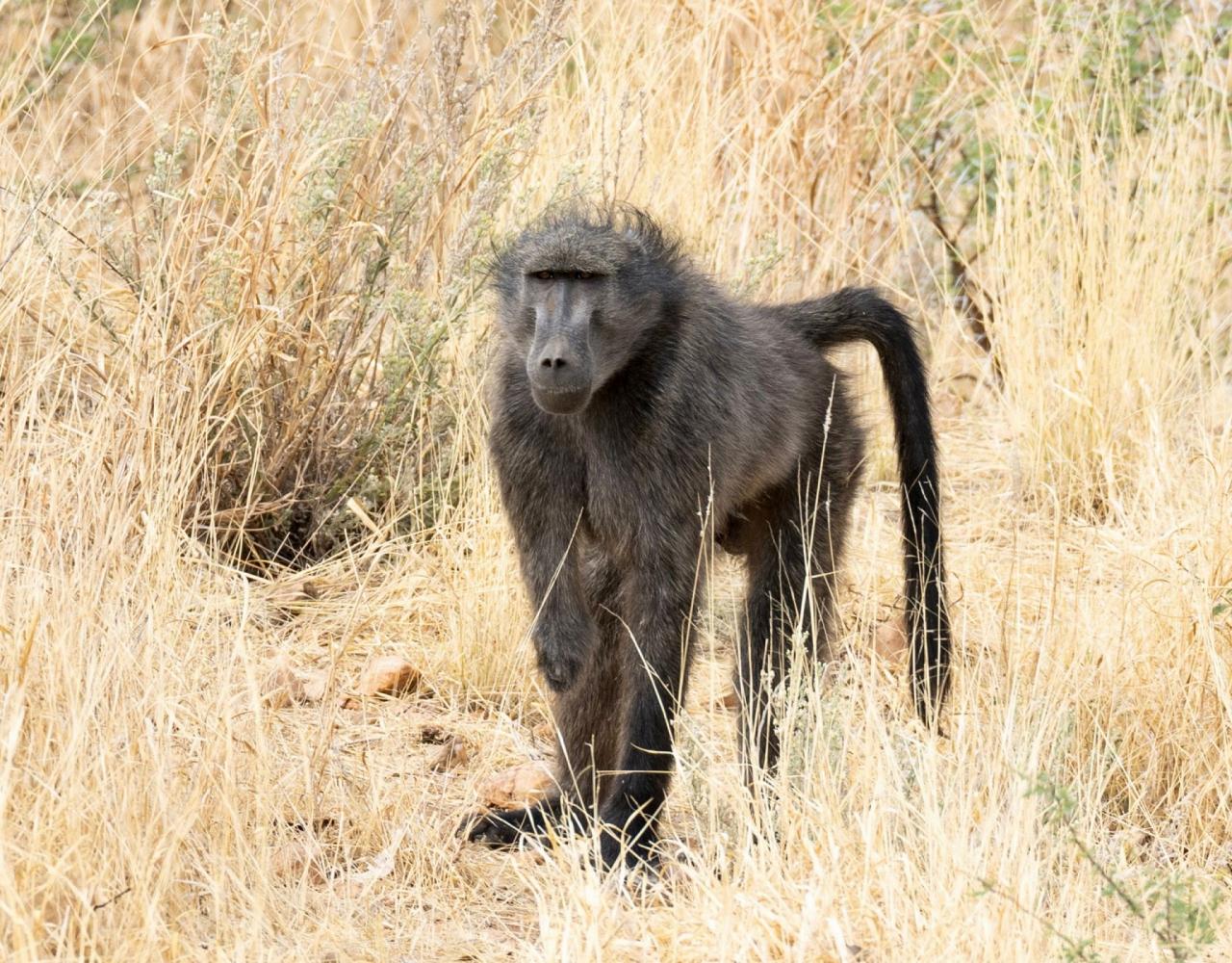 Birding Namibia, Birding Botswana, Africa, African birds, Naturalist Journeys, Wildlife Tour, Wildlife Photography, Ecotourism, Specialty Birds, Endemic Birds, Birding Hotspot, Birding Safari, Lion, Jaguar, Elephant