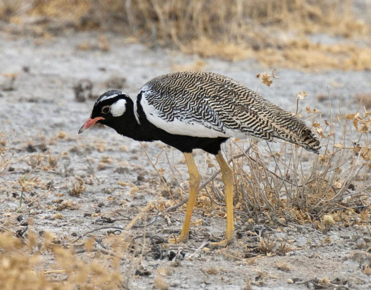 Birding Namibia, Birding Botswana, Africa, African birds, Naturalist Journeys, Wildlife Tour, Wildlife Photography, Ecotourism, Specialty Birds, Endemic Birds, Birding Hotspot, Birding Safari, Lion, Jaguar, Elephant