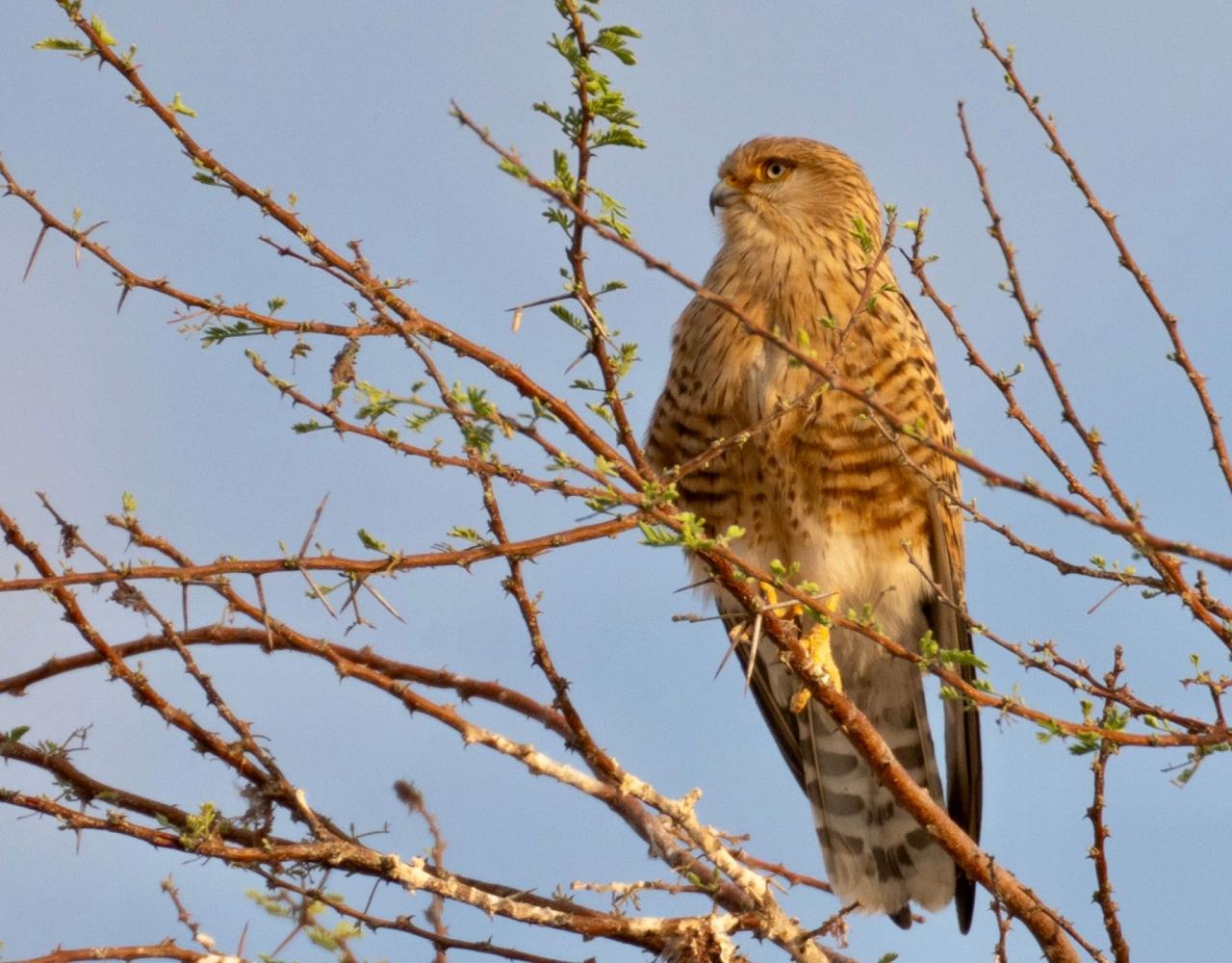 Birding Namibia, Birding Botswana, Africa, African birds, Naturalist Journeys, Wildlife Tour, Wildlife Photography, Ecotourism, Specialty Birds, Endemic Birds, Birding Hotspot, Birding Safari, Lion, Jaguar, Elephant