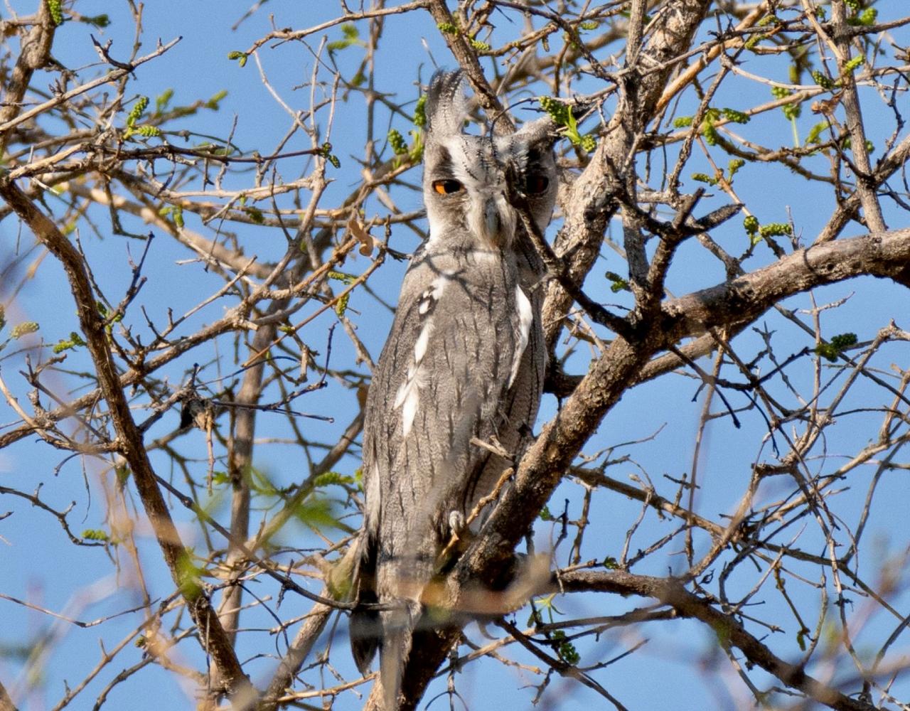 Birding Namibia, Birding Botswana, Africa, African birds, Naturalist Journeys, Wildlife Tour, Wildlife Photography, Ecotourism, Specialty Birds, Endemic Birds, Birding Hotspot, Birding Safari, Lion, Jaguar, Elephant