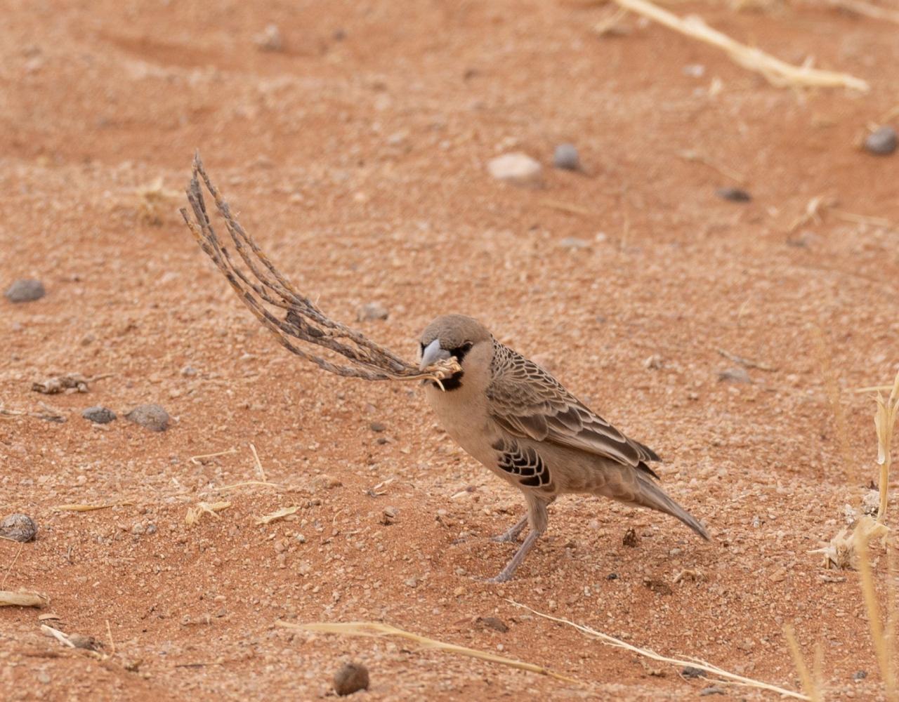 Birding Namibia, Birding Botswana, Africa, African birds, Naturalist Journeys, Wildlife Tour, Wildlife Photography, Ecotourism, Specialty Birds, Endemic Birds, Birding Hotspot, Birding Safari, Lion, Jaguar, Elephant