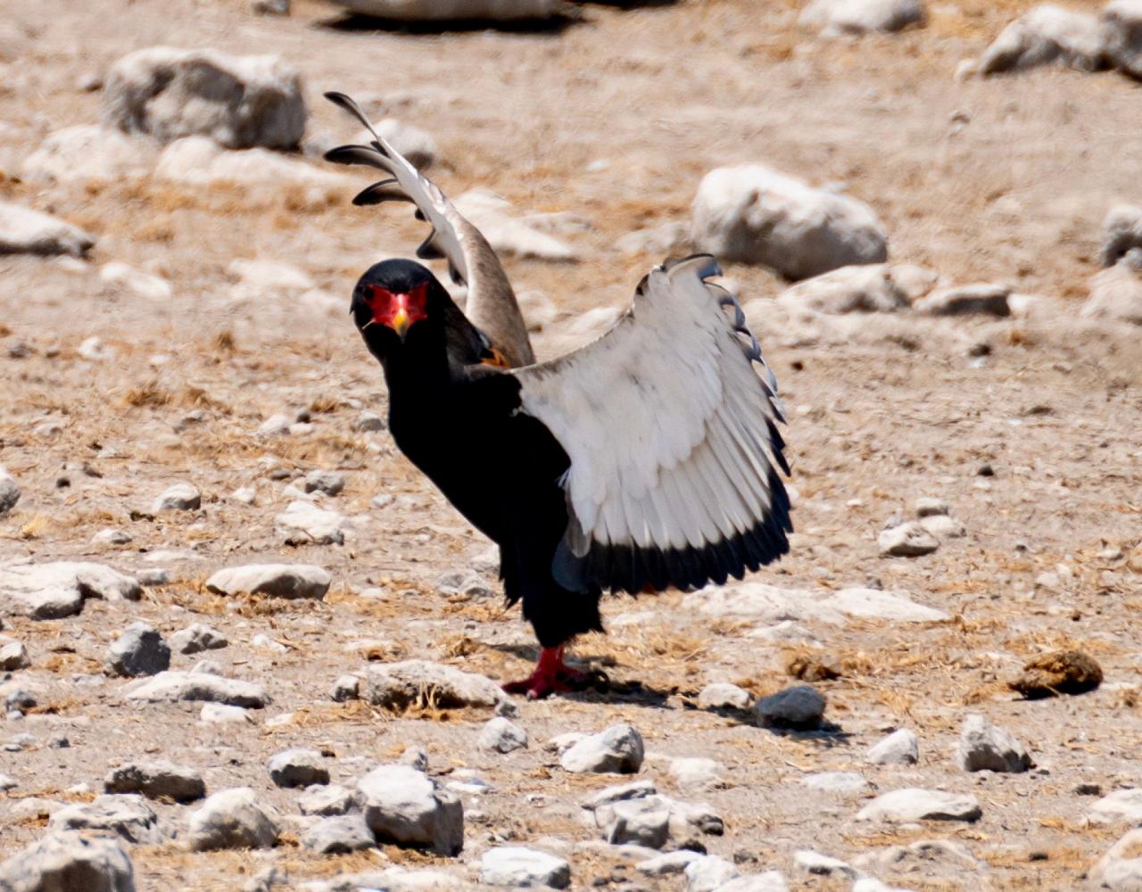 Birding Namibia, Birding Botswana, Africa, African birds, Naturalist Journeys, Wildlife Tour, Wildlife Photography, Ecotourism, Specialty Birds, Endemic Birds, Birding Hotspot, Birding Safari, Lion, Jaguar, Elephant