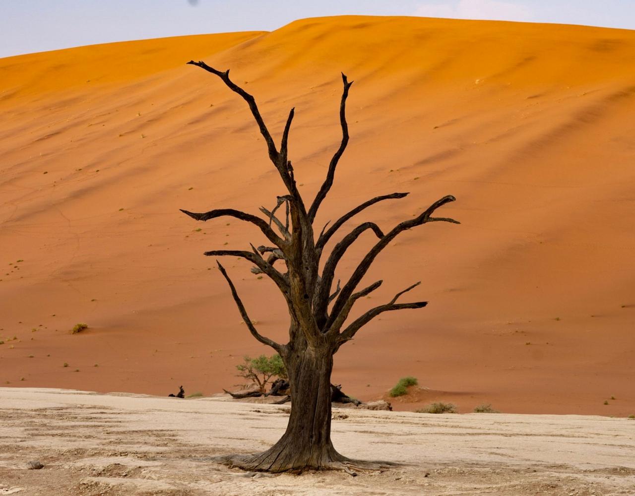 Birding Namibia, Birding Botswana, Africa, African birds, Naturalist Journeys, Wildlife Tour, Wildlife Photography, Ecotourism, Specialty Birds, Endemic Birds, Birding Hotspot, Birding Safari, Lion, Jaguar, Elephant