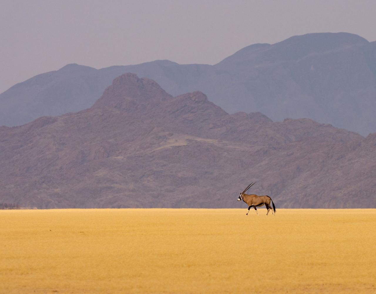 Birding Namibia, Birding Botswana, Africa, African birds, Naturalist Journeys, Wildlife Tour, Wildlife Photography, Ecotourism, Specialty Birds, Endemic Birds, Birding Hotspot, Birding Safari, Lion, Jaguar, Elephant