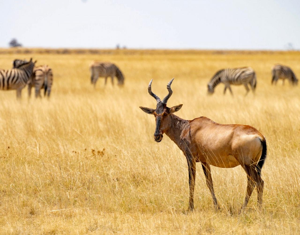 Birding Namibia, Birding Botswana, Africa, African birds, Naturalist Journeys, Wildlife Tour, Wildlife Photography, Ecotourism, Specialty Birds, Endemic Birds, Birding Hotspot, Birding Safari, Lion, Jaguar, Elephant