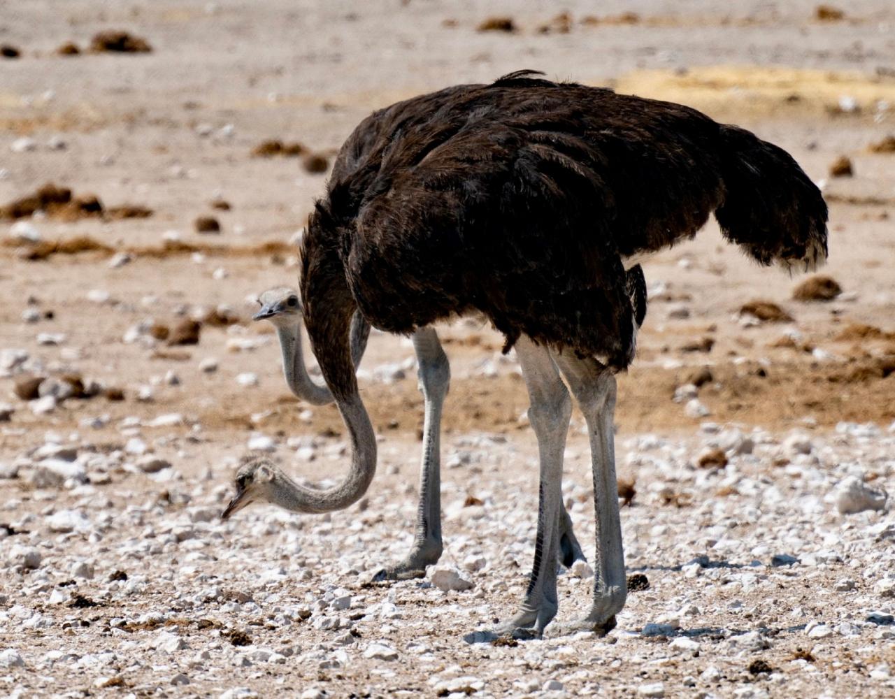 Birding Namibia, Birding Botswana, Africa, African birds, Naturalist Journeys, Wildlife Tour, Wildlife Photography, Ecotourism, Specialty Birds, Endemic Birds, Birding Hotspot, Birding Safari, Lion, Jaguar, Elephant