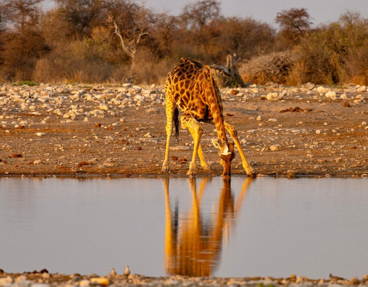 Birding Namibia, Birding Botswana, Africa, African birds, Naturalist Journeys, Wildlife Tour, Wildlife Photography, Ecotourism, Specialty Birds, Endemic Birds, Birding Hotspot, Birding Safari, Lion, Jaguar, Elephant