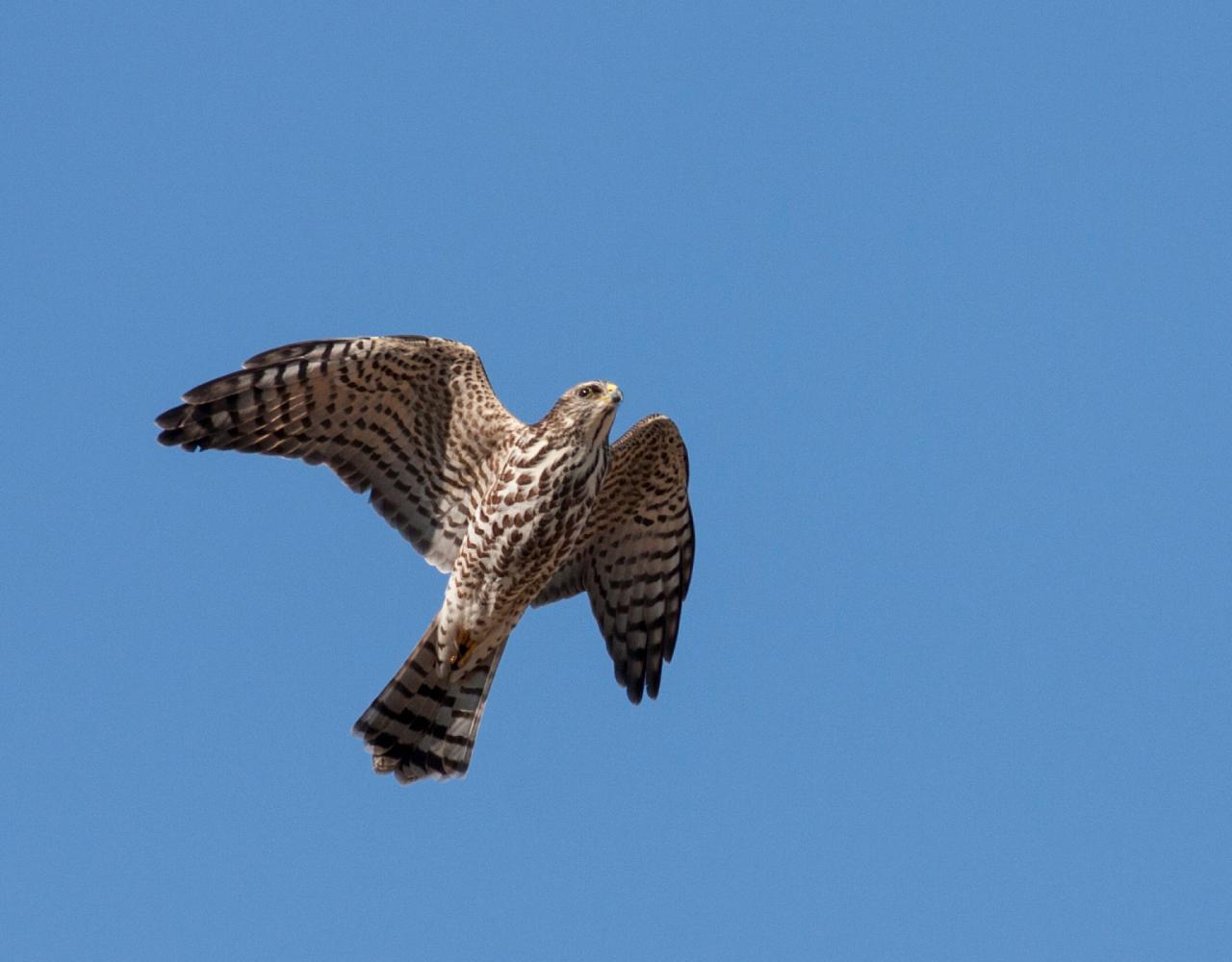 Birding Romania, Birding Bulgaria, Bird Watching Europe, European Birds, Naturalist Journeys, Wildlife Tour, Wildlife Photography, Ecotourism, Specialty Birds, Endemic Birds, Birding Hotspot, Black Sea, Bird Migration