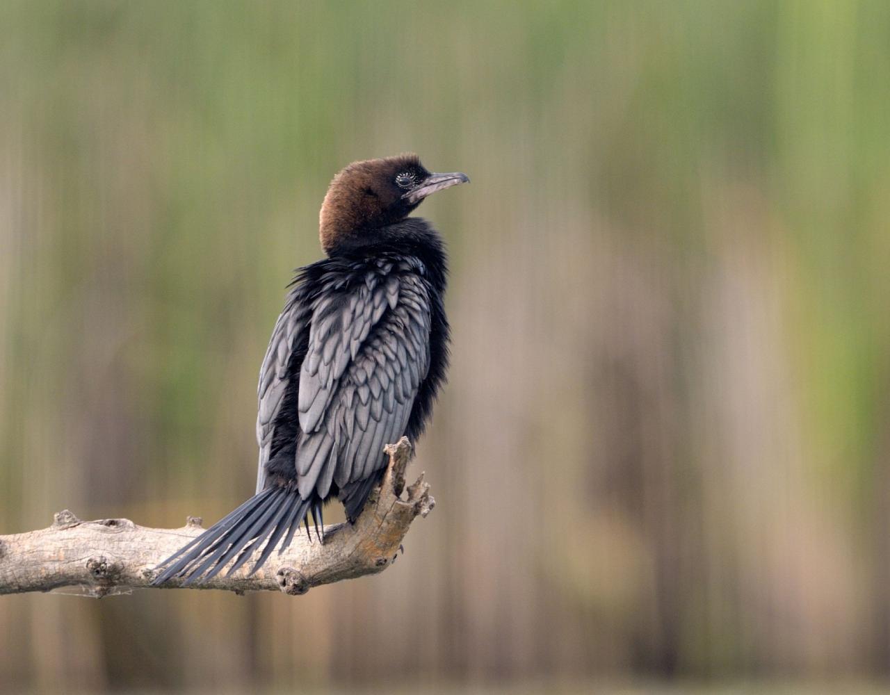 Birding Romania, Birding Bulgaria, Bird Watching Europe, European Birds, Naturalist Journeys, Wildlife Tour, Wildlife Photography, Ecotourism, Specialty Birds, Endemic Birds, Birding Hotspot, Black Sea, Bird Migration