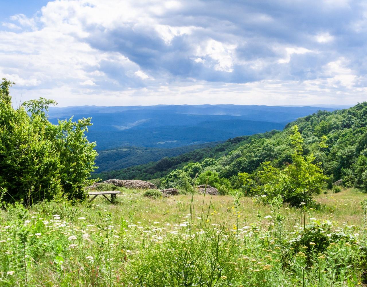 Birding Romania, Birding Bulgaria, Bird Watching Europe, European Birds, Naturalist Journeys, Wildlife Tour, Wildlife Photography, Ecotourism, Specialty Birds, Endemic Birds, Birding Hotspot, Black Sea, Bird Migration