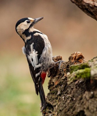 Syrian Woodpecker, Birding Romania, Birding Bulgaria, Bird Watching Europe, European Birds, Naturalist Journeys, Wildlife Tour, Wildlife Photography, Ecotourism, Specialty Birds, Endemic Birds, Birding Hotspot, Black Sea, Bird Migration