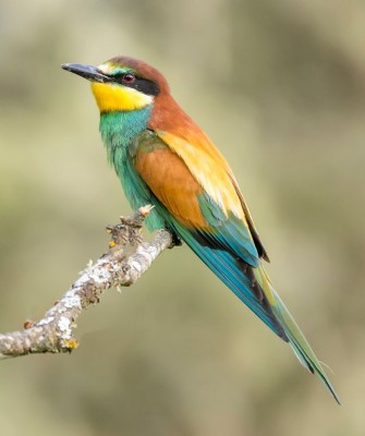 European Bee-eater, Birding Romania, Birding Bulgaria, Bird Watching Europe, European Birds, Naturalist Journeys, Wildlife Tour, Wildlife Photography, Ecotourism, Specialty Birds, Endemic Birds, Birding Hotspot, Black Sea, Bird Migration