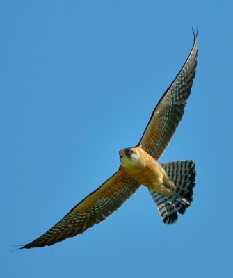 Red-footed Falcon, Birding Romania, Birding Bulgaria, Bird Watching Europe, European Birds, Naturalist Journeys, Wildlife Tour, Wildlife Photography, Ecotourism, Specialty Birds, Endemic Birds, Birding Hotspot, Black Sea, Bird Migration