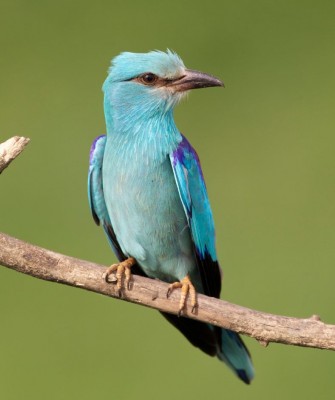 Eurasian Roller, Birding Romania, Birding Bulgaria, Bird Watching Europe, European Birds, Naturalist Journeys, Wildlife Tour, Wildlife Photography, Ecotourism, Specialty Birds, Endemic Birds, Birding Hotspot, Black Sea, Bird Migration