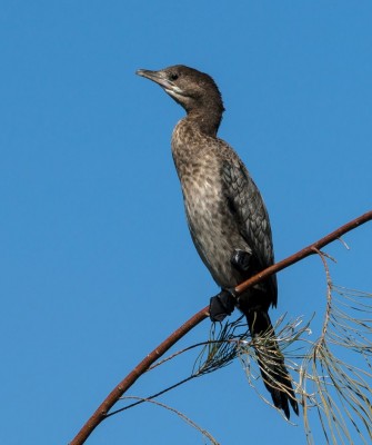 Pygmy Cormorant, Birding Romania, Birding Bulgaria, Bird Watching Europe, European Birds, Naturalist Journeys, Wildlife Tour, Wildlife Photography, Ecotourism, Specialty Birds, Endemic Birds, Birding Hotspot, Black Sea, Bird Migration