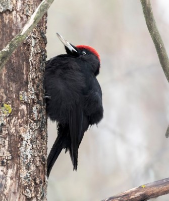 Black Woodpecker, Birding Romania, Birding Bulgaria, Bird Watching Europe, European Birds, Naturalist Journeys, Wildlife Tour, Wildlife Photography, Ecotourism, Specialty Birds, Endemic Birds, Birding Hotspot, Black Sea, Bird Migration