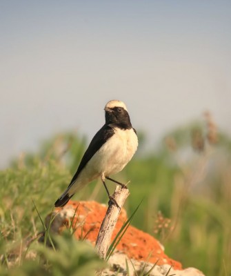 Pied Wheatear, Birding Romania, Birding Bulgaria, Bird Watching Europe, European Birds, Naturalist Journeys, Wildlife Tour, Wildlife Photography, Ecotourism, Specialty Birds, Endemic Birds, Birding Hotspot, Black Sea, Bird Migration