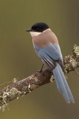 Azure-winged Magpie, Spain Birding Tour, Spain Nature Tour, Spain, Naturalist Journeys