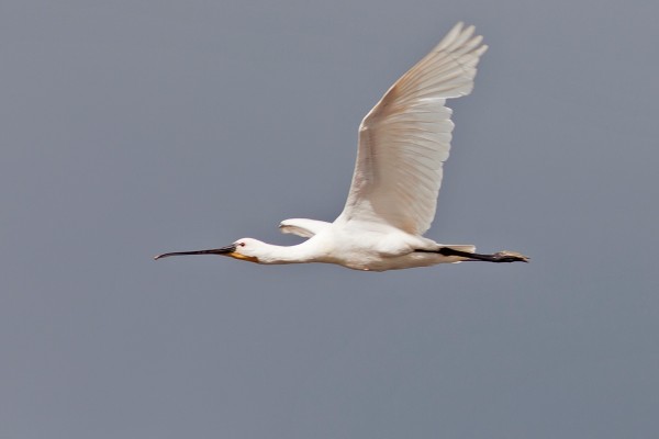 Eurasian Spoonbill, Spain Birding Tour, Spain Nature Tour, Spain, Naturalist Journeys