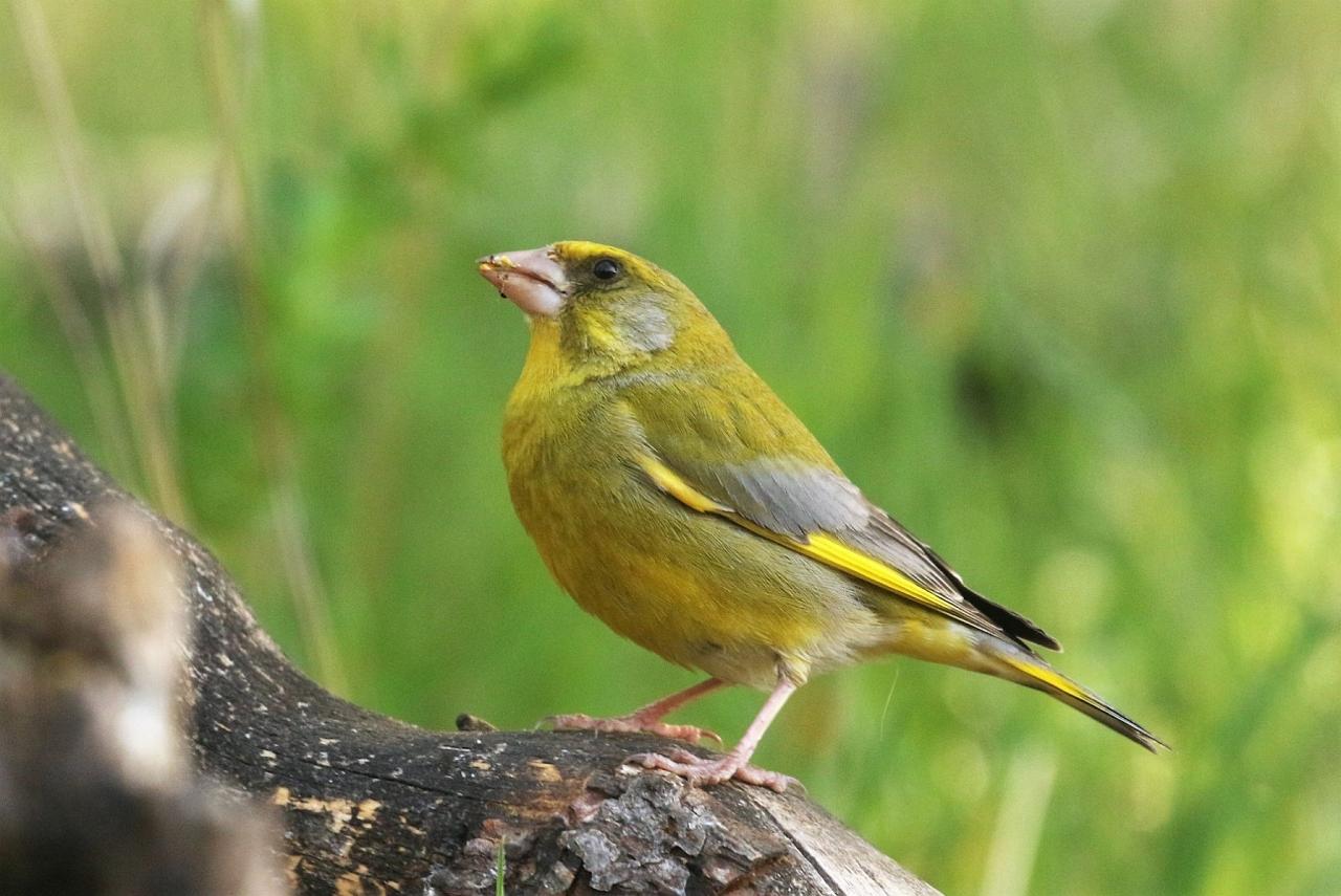 European Greenfinch, Spain Birding Tour, Spain Nature Tour, Spain, Naturalist Journeys