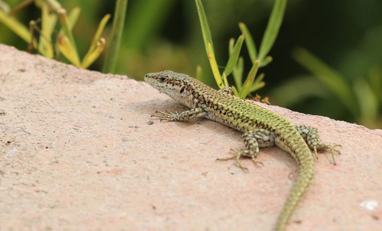 Lizard, Spain Birding Tour, Spain Nature Tour, Spain, Naturalist Journeys