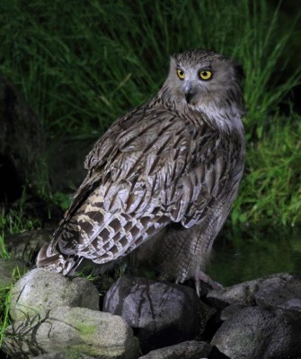 Birding Japan, Bird watching Japan, Hokkaido, Asian Birds, Naturalist Journeys, Wildlife Tour, Wildlife Photography, Ecotourism, Specialty Birds, Endemic Birds, Birding Hotspot