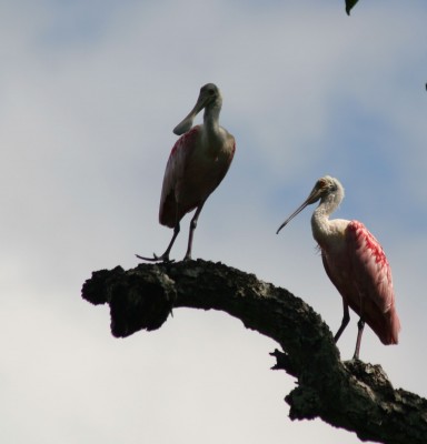 Roseate Spoonbills, Guatemala Birding Tour, Guatemala, Naturalist Journeys