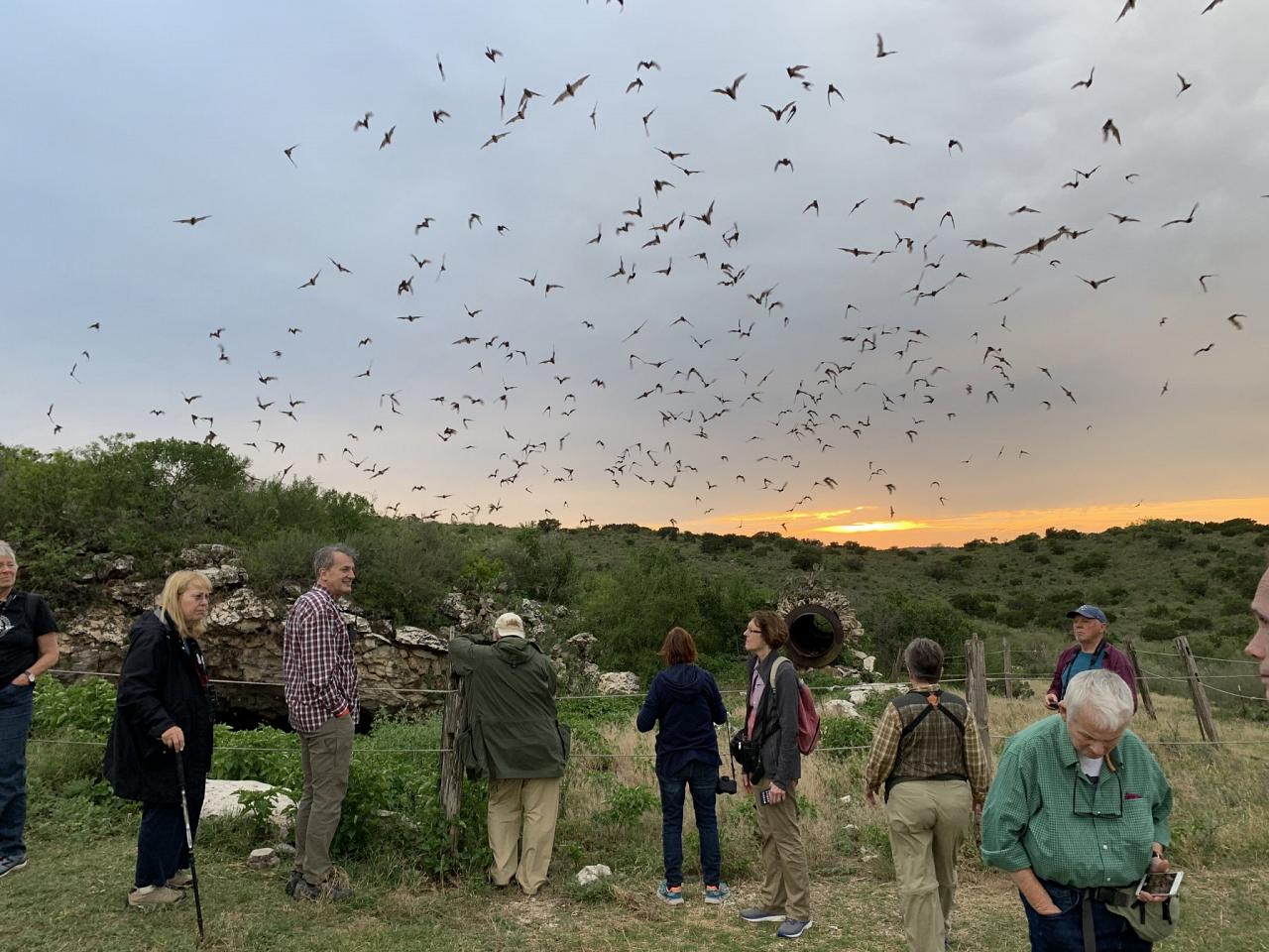 Frio Bat Cave, Mexican Free-tailed Bats, Texas Hill Country, Texas, Texas Birding Tour, Texas Nature Tour, Naturalist JOunreys 