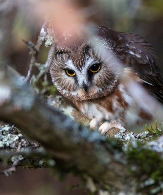 Birding Minnesota, Bird watching Minnesota, The Great Lakes, Naturalist Journeys, Wildlife Tour, Wildlife Photography, Ecotourism, Specialty Birds, Birding Hotspot, Owls