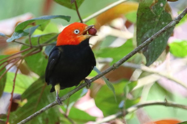 Red-capped Manakin, Guatemala Birding Tour, Guatemala, Naturalist Journeys