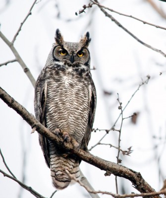 Birding Minnesota, Bird watching Minnesota, The Great Lakes, Naturalist Journeys, Wildlife Tour, Wildlife Photography, Ecotourism, Specialty Birds, Birding Hotspot, Owls