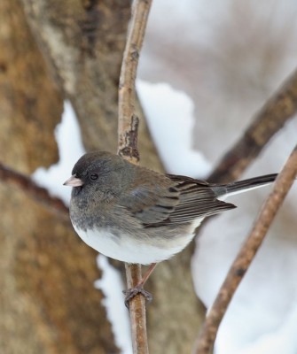 Birding Minnesota, Bird watching Minnesota, The Great Lakes, Naturalist Journeys, Wildlife Tour, Wildlife Photography, Ecotourism, Specialty Birds, Birding Hotspot, Owls