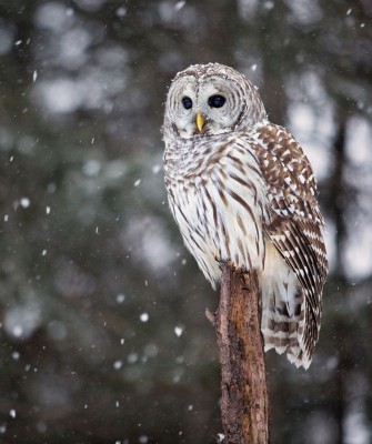 Birding Minnesota, Bird watching Minnesota, The Great Lakes, Naturalist Journeys, Wildlife Tour, Wildlife Photography, Ecotourism, Specialty Birds, Birding Hotspot, Owls