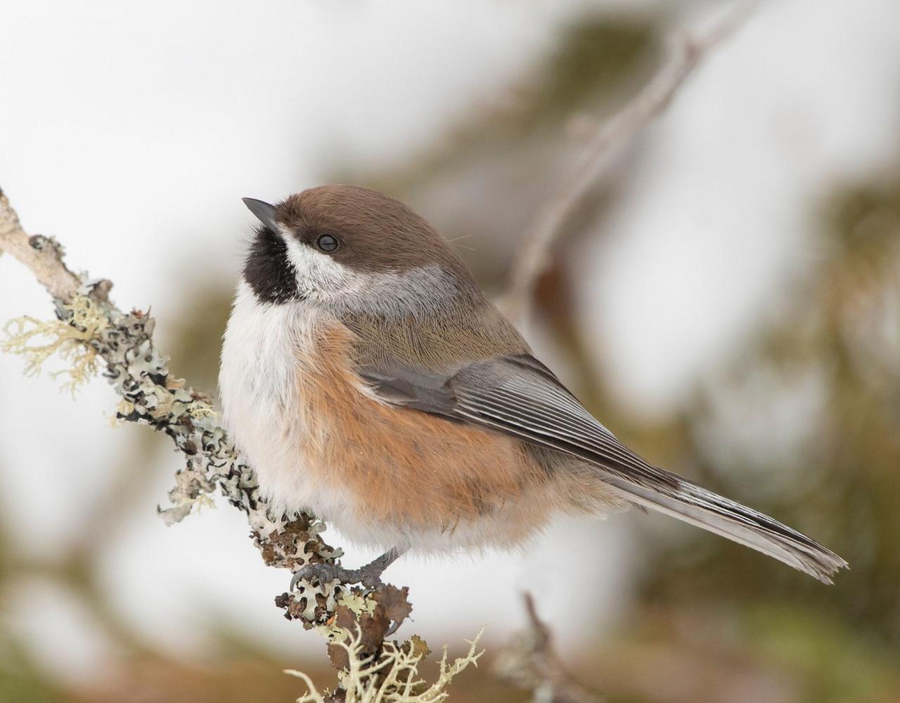 Birding Minnesota, Bird watching Minnesota, The Great Lakes, Naturalist Journeys, Wildlife Tour, Wildlife Photography, Ecotourism, Specialty Birds, Birding Hotspot, Owls