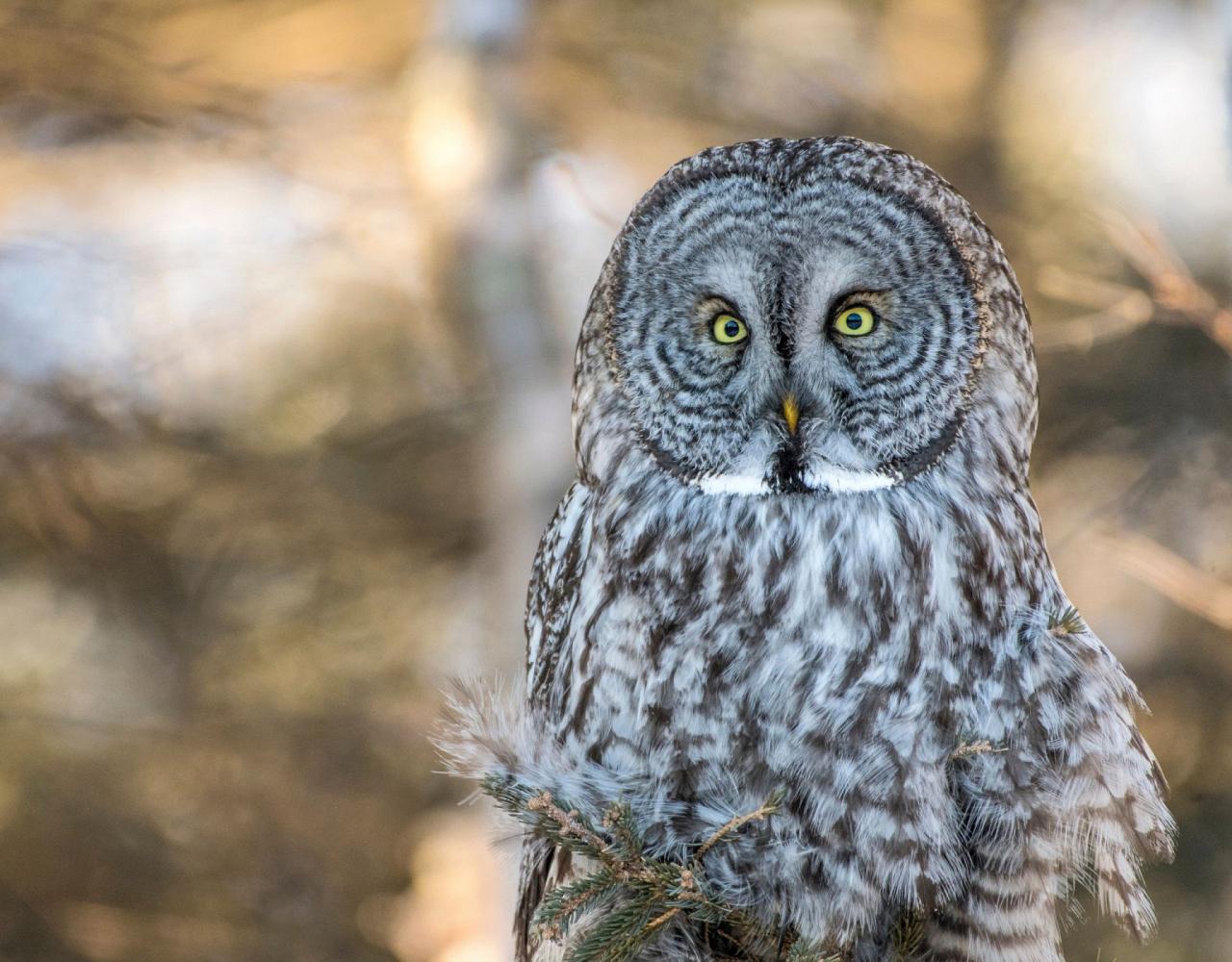 Birding Minnesota, Bird watching Minnesota, The Great Lakes, Naturalist Journeys, Wildlife Tour, Wildlife Photography, Ecotourism, Specialty Birds, Birding Hotspot, Owls