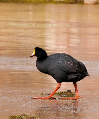 Giant Coot, Birding Argentina, Bird watching, South America, Northwest Argentina, Naturalist Journeys, Wildlife Tour, Wildlife Photography, Ecotourism, Specialty Birds, Birding Hotspot